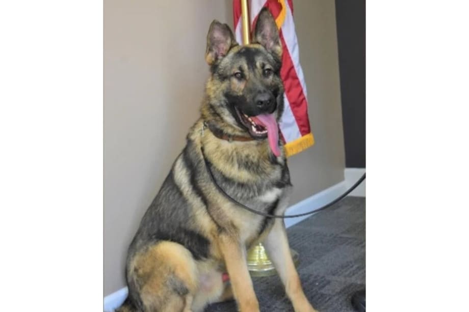 Missouri K-9 Dies After Being Left in Vehicle