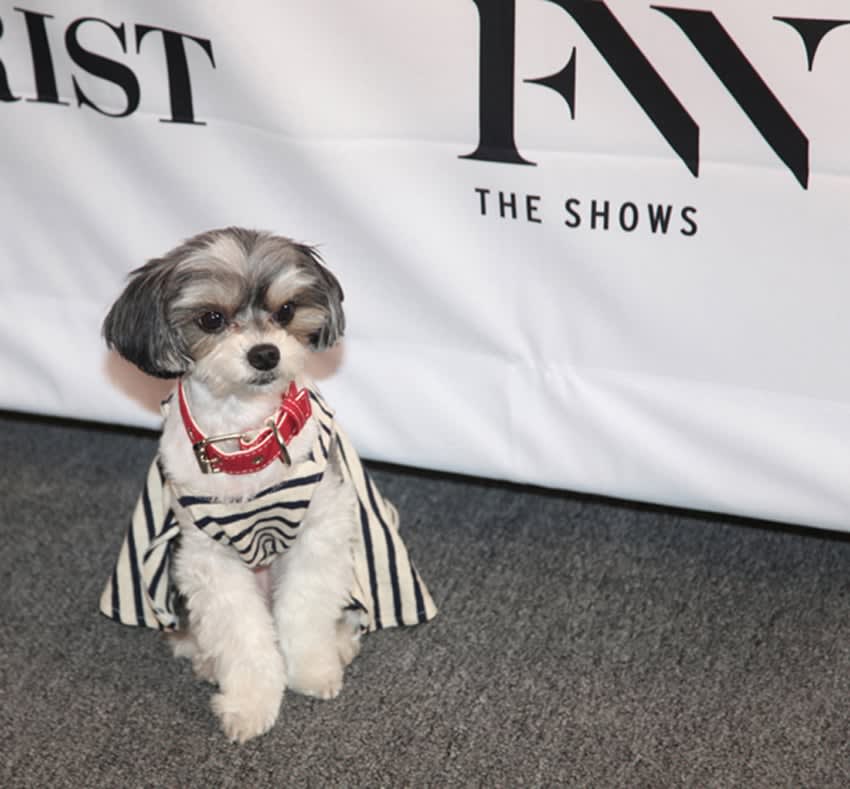 Seen on Scene at NYFW Spring 2017