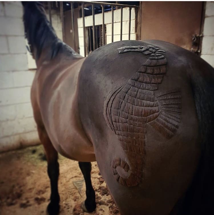 Meet The Horse Barber Melody Hames Who Has Changed the Face of Equestrian Clipping