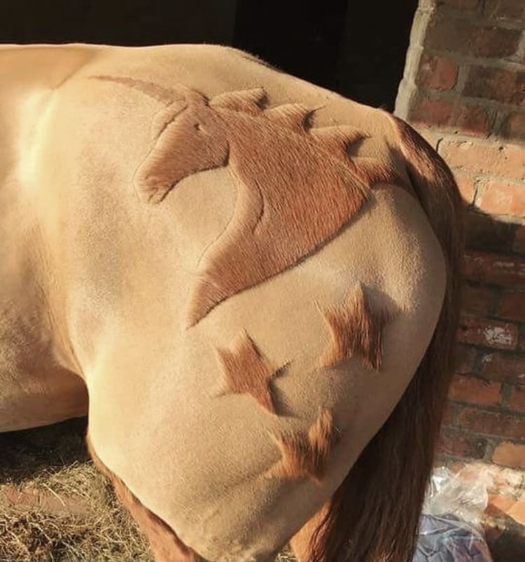 Meet The Horse Barber Melody Hames Who Has Changed the Face of Equestrian Clipping