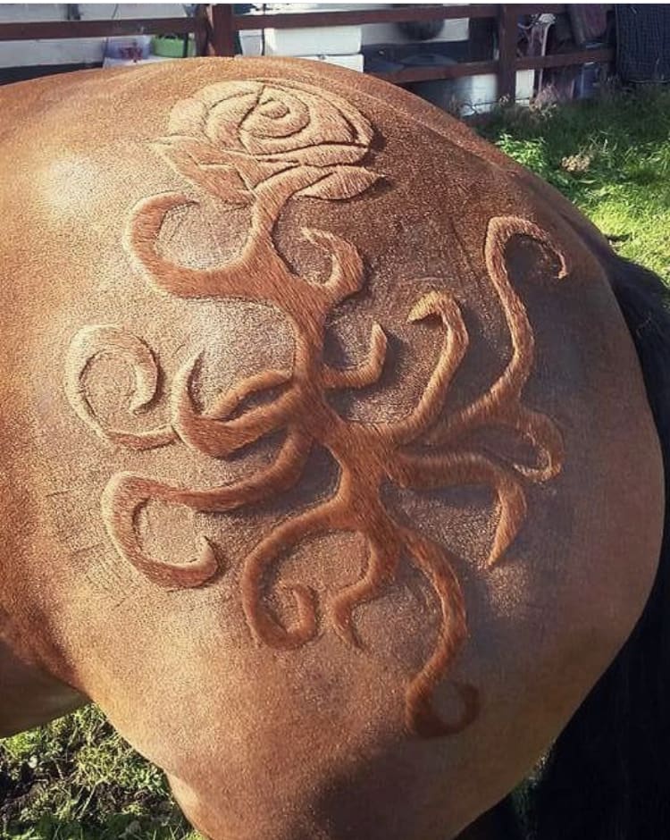 Meet The Horse Barber Melody Hames Who Has Changed the Face of Equestrian Clipping