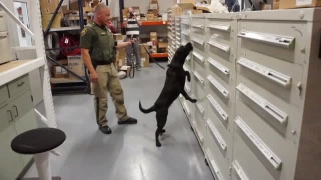 Removing Risk from K-9 Fentanyl Training