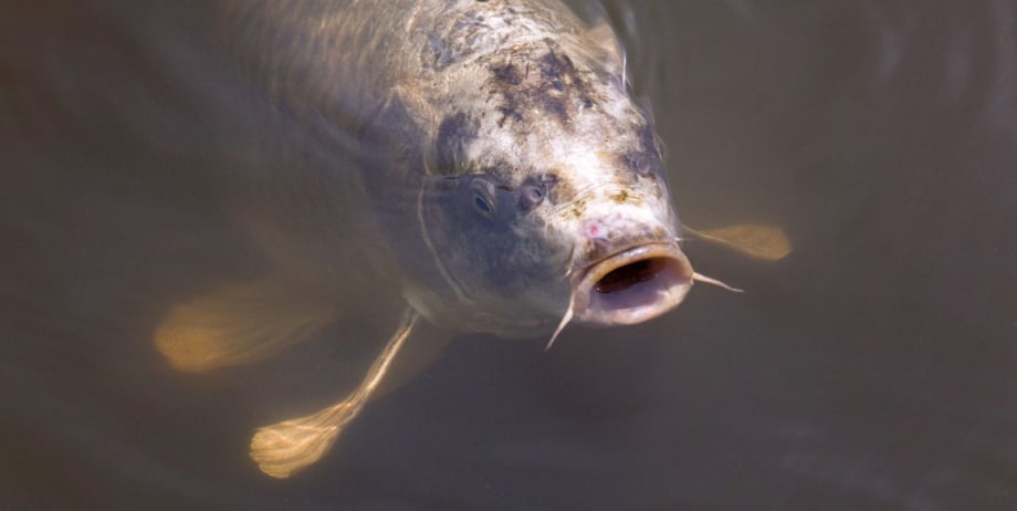Texas, Washington State Make Fish Pedicures Illegal