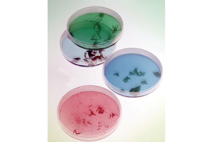 New Approach May Render Staph Harmless