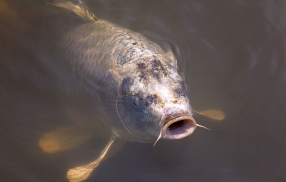 Kiss the Fish Goodbye