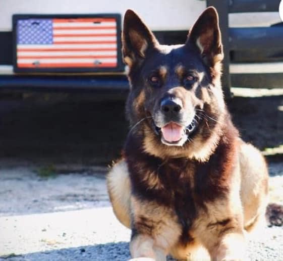 Florida’s Sheriff’s K-9 Dies After “Heat Episode”