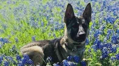 Texas K-9 and Suspect Killed in Hotel Shooting