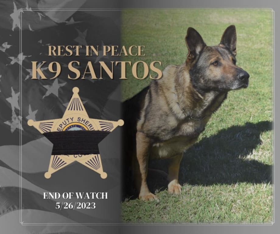 NC Sheriff’s K-9 Accidentally Killed by Police Officer