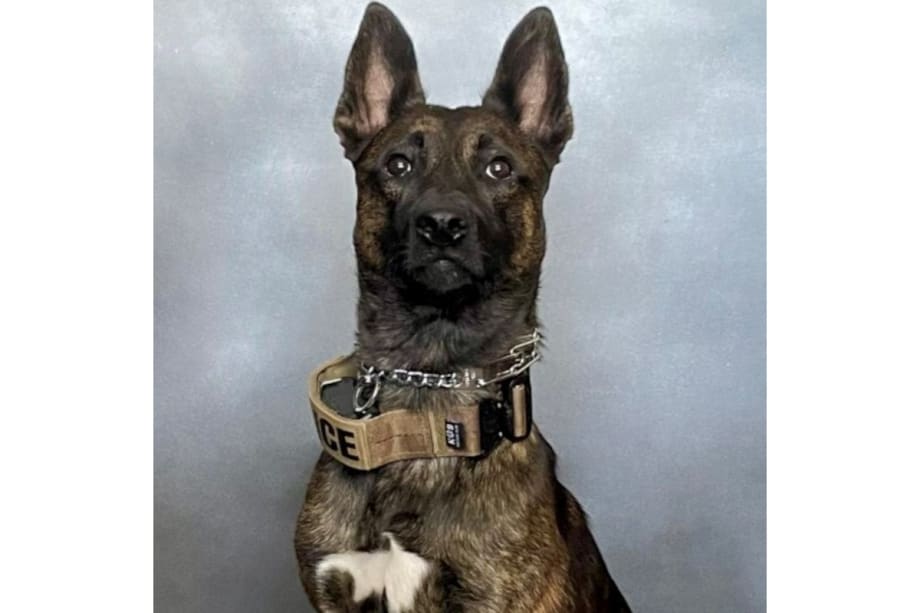 California K-9 Loses Leg to Gunshot Wound