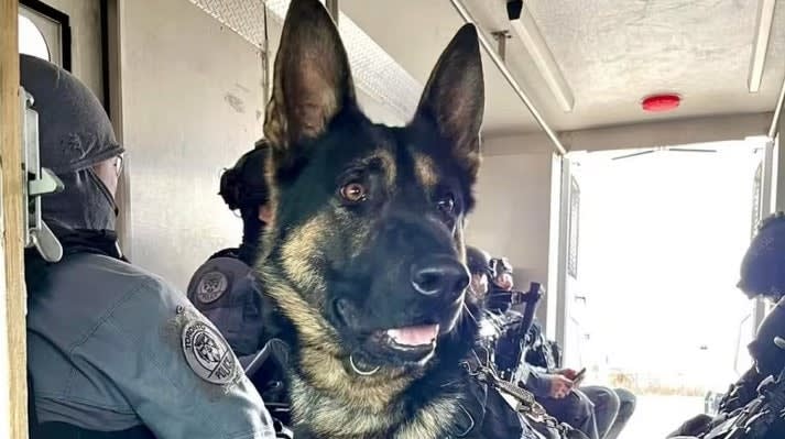 Canadian K-9 Shot and Killed During Arrest