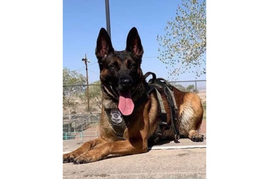 Albuquerque K-9 Killed in SWAT Operation