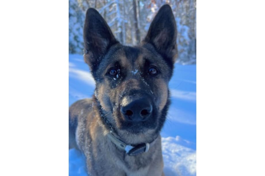 Massachusetts K-9 Tracks Missing Girl 2 Miles, Leads to Rescue
