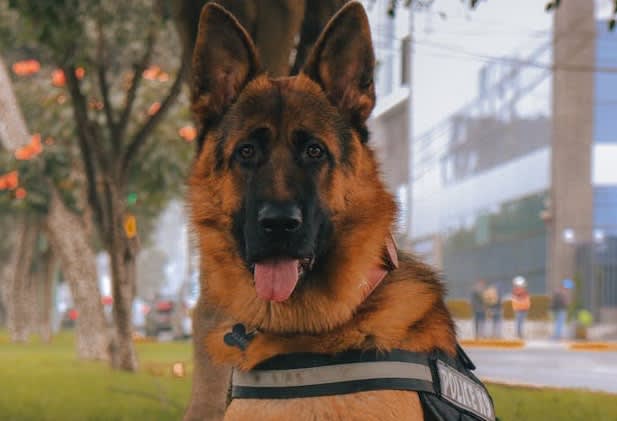 Police Launches K-9 Newsletter