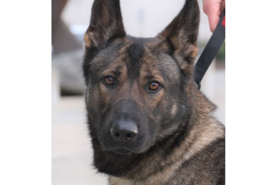 Washington Man Gets 64 Years for Killing Gang Rival and Police K-9