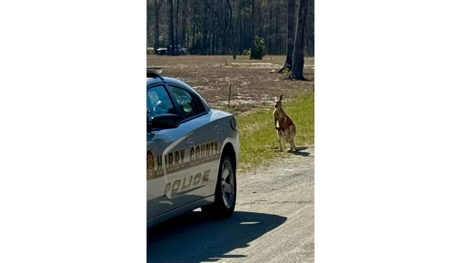 South Carolina Officers Capture Escaped Pet Kangaroo