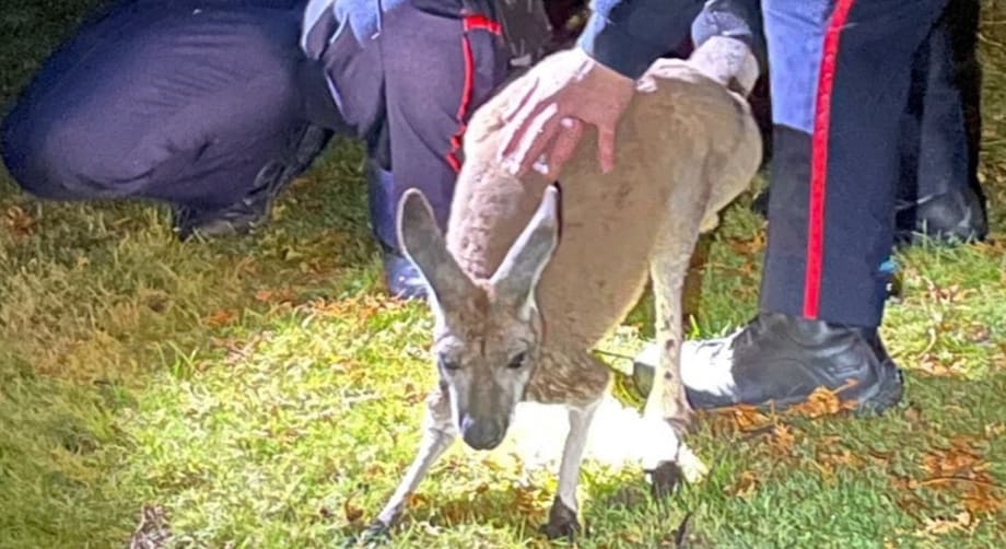 Canadian Officer Punched in Face by Escaped Kangaroo