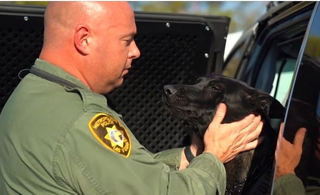 K-9 Stabbed while Protecting Las Vegas Officers in 2020 Died Tuesday after Medical Crisis