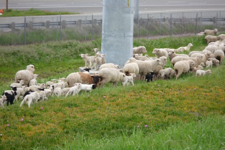 Transit Industry Invests in Innovative Ways to Go Green