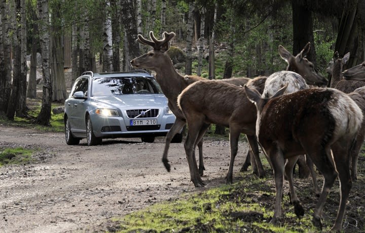 Volvo Developing Technology for Avoiding Collisions With Animals