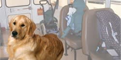What You Need to Know About Transporting Service Animals