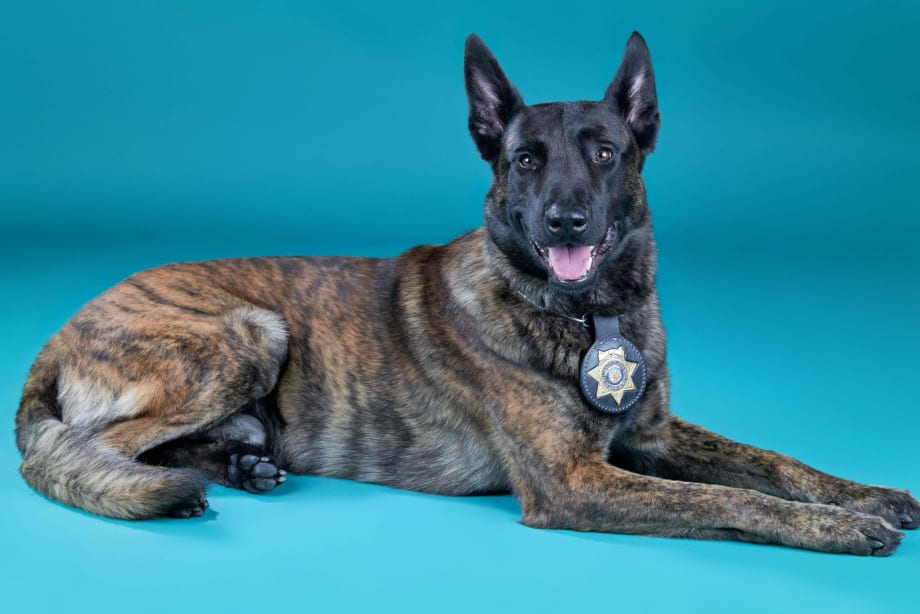 Las Vegas K-9 Recovering from Stabbing by Burglary Suspect