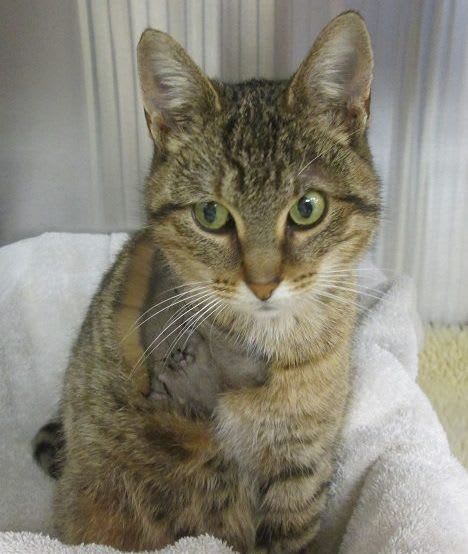 Drivers rescue cat from bus engine