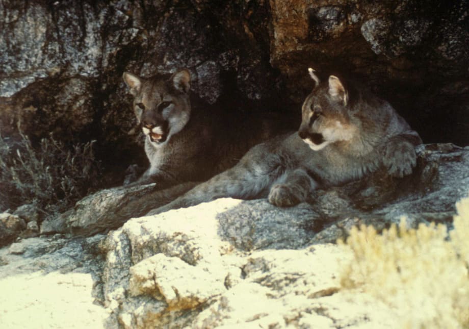 Cougars Could Lower Deer-Vehicle Crashes
