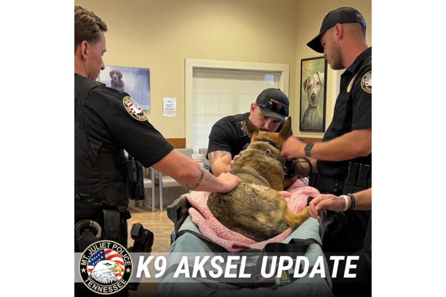 Tennessee K-9 Seriously Injured in Patrol Vehicle Crash