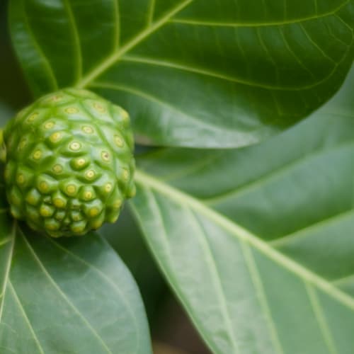 How L'Anza is Saving the Environment