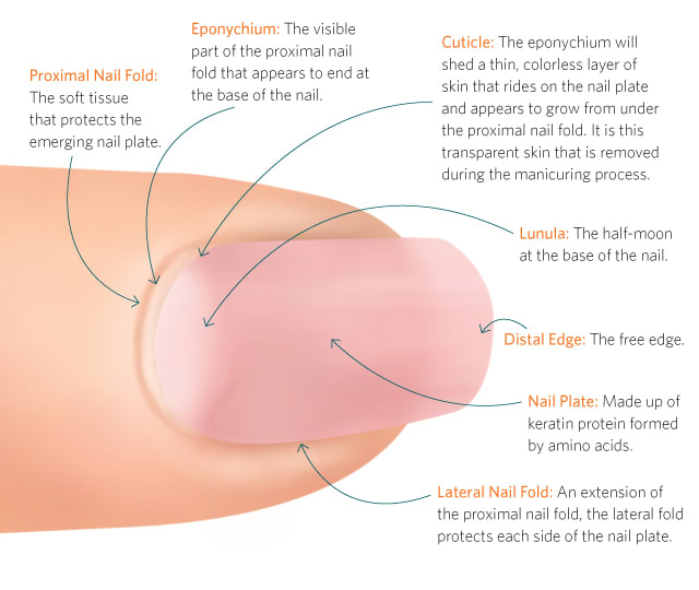 The Anatomy of a Finger and Nail