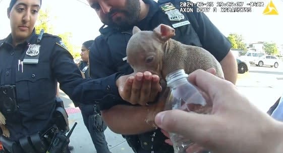 NYPD Officers Rescue Overheating Puppies Tied Up in Bag, Woman Selling Them Arrested