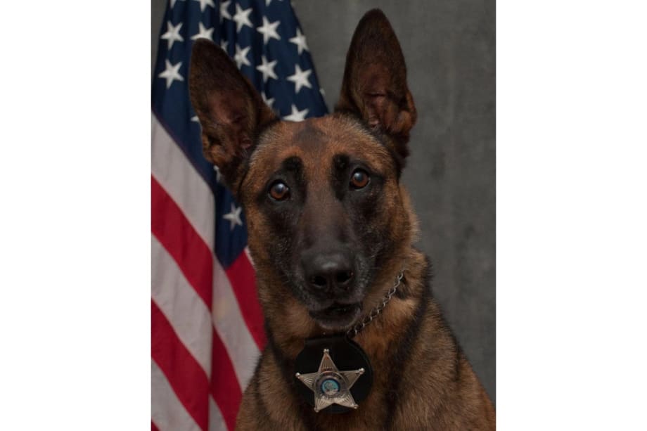 Illinois K-9 Shot and Killed During Domestic Response