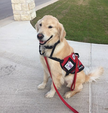 5 Tips for Transporting Service Animals