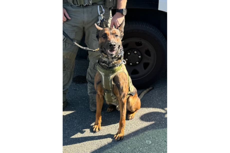 Los Angeles County Sheriff’s K-9 Wounded During Tactical Operation