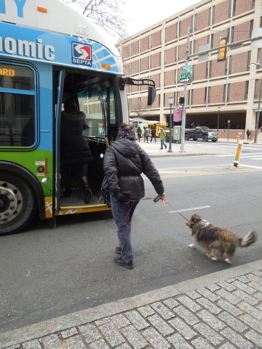 Therapy Dogs are 'Well-Prepared' Passengers on Transit