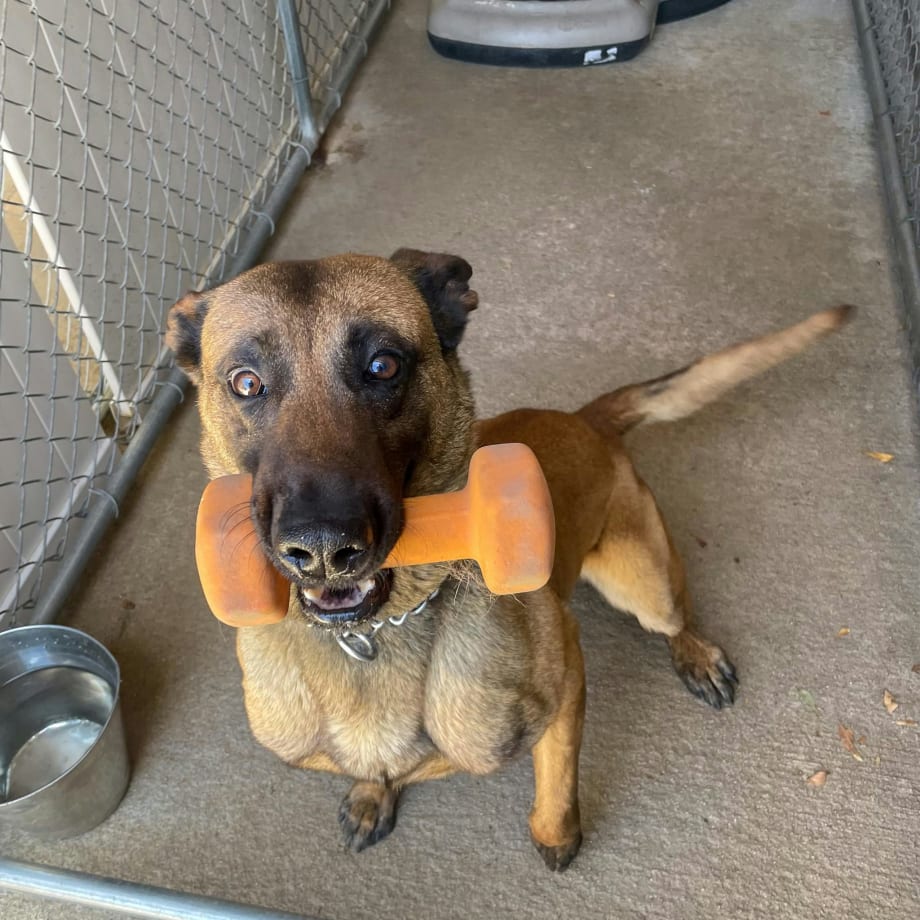 San Diego K-9 Killed During Shootout, Suspect Dead