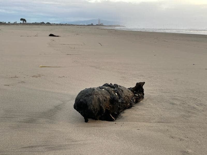 California Deputies Respond to Call of Old Military Bomb on Beach