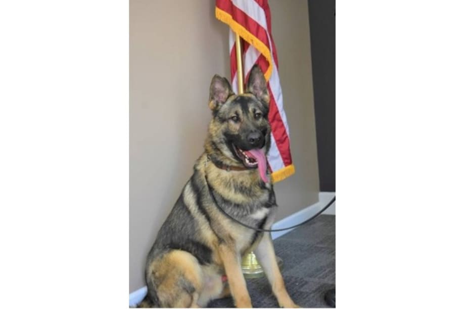Missouri Lieutenant Charged Over Death of K-9 Partner