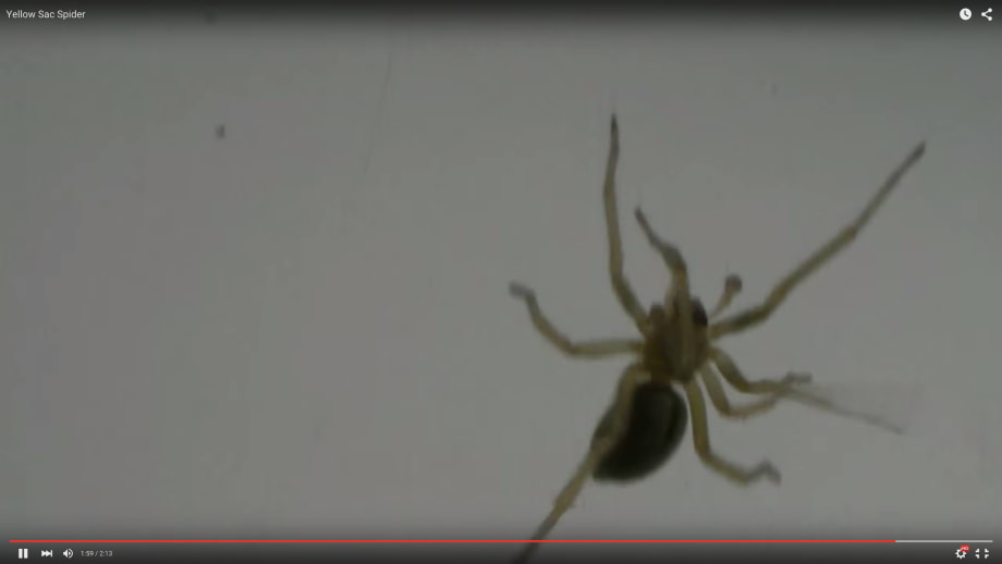 Video: Ford Develops Screen to Keep Out Spiders