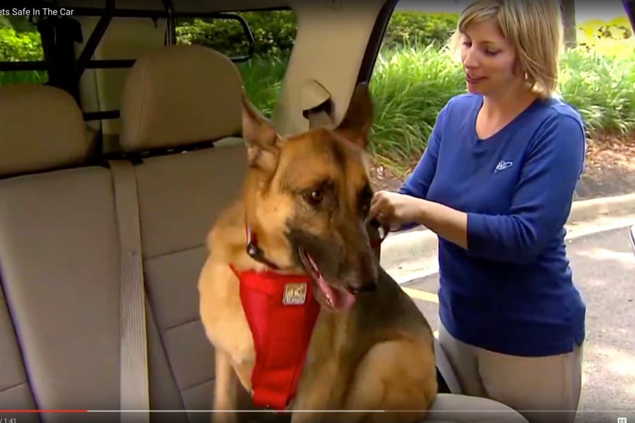 Tips Driving With a Pet in the Vehicle