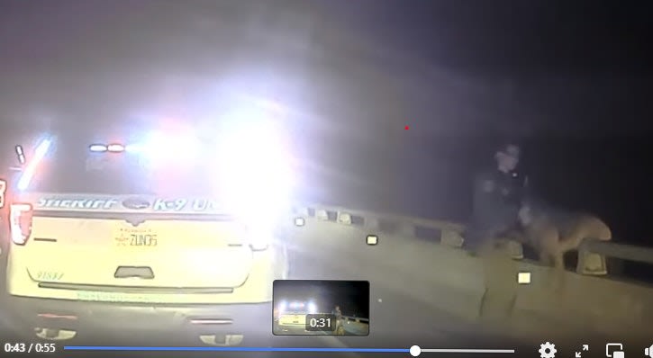 Handler Rescues K-9 That Leaps Off Bridge