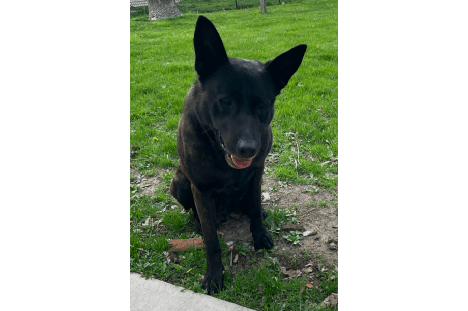 Missing Iowa Police Dog Found Dead in Pond