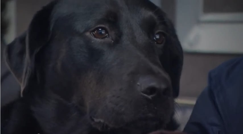 Dog rides bus solo to visit park