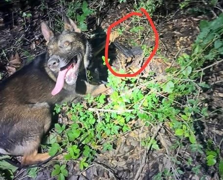 Louisiana K-9 Finds Discarded Gun Used to Shoot at Officers