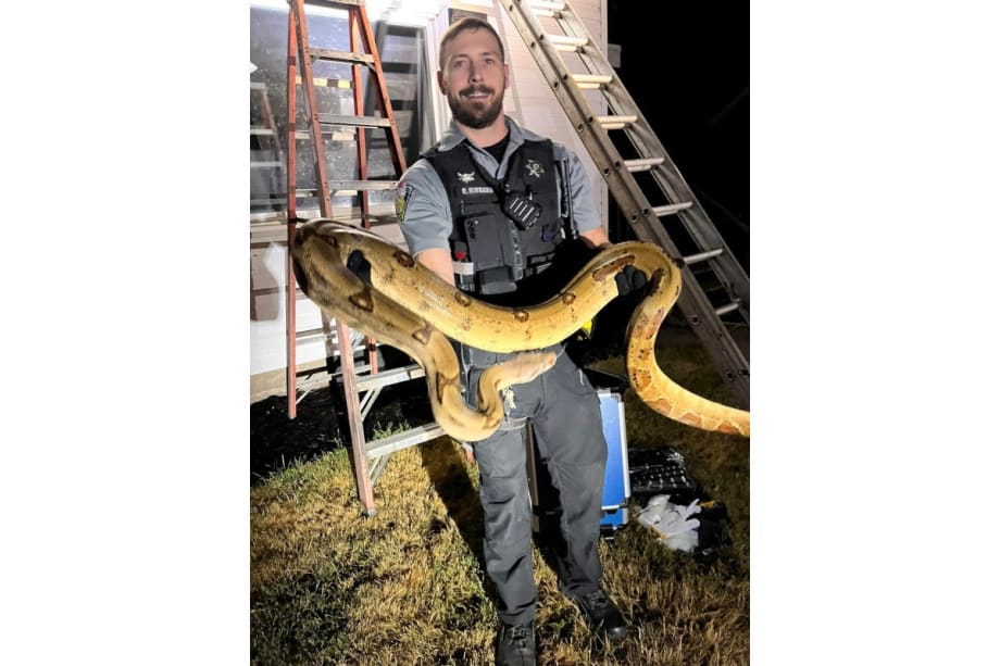 WI Deputies Remove Giant Snake from Roof of Home