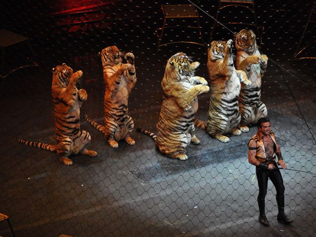 What Can Tiger Tamers Teach School Bus Drivers About Behavior Management?