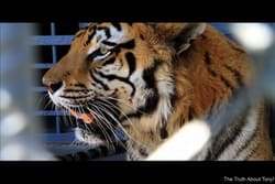 Tony the Truckstop Tiger has to Go