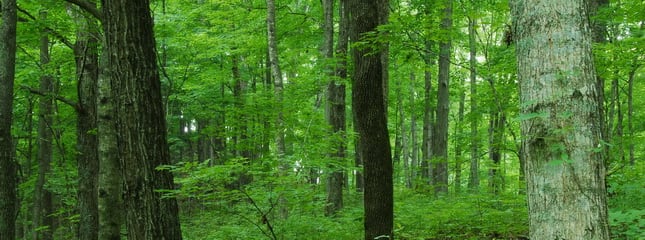 Hardwood forests are healthy and growing in Appalachia, trade group says