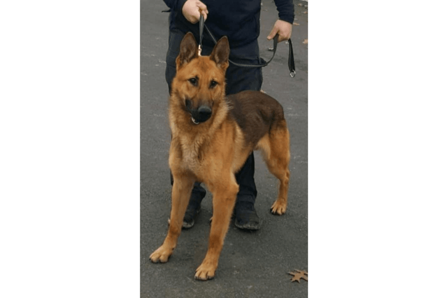 NY K-9 Stabbed 12 Times, Critically Wounded