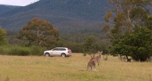 Volvo Researches Anti-Kangaroo Collision System in Australia